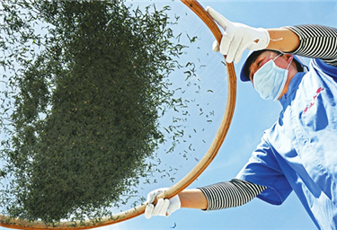 Shanxi Herbal Tea Industrial Development
