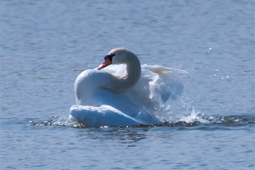 Migratory swans take midway rest in Datong 
