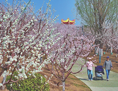 山西赏花_副本2.jpg